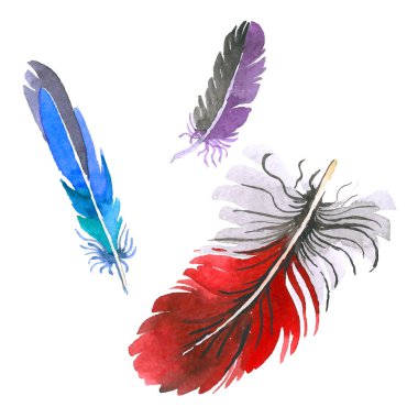 Suluboya kuş tüyü izole kanat üzerinden.