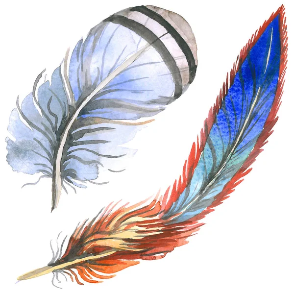 Suluboya kuş tüyü izole kanat üzerinden.