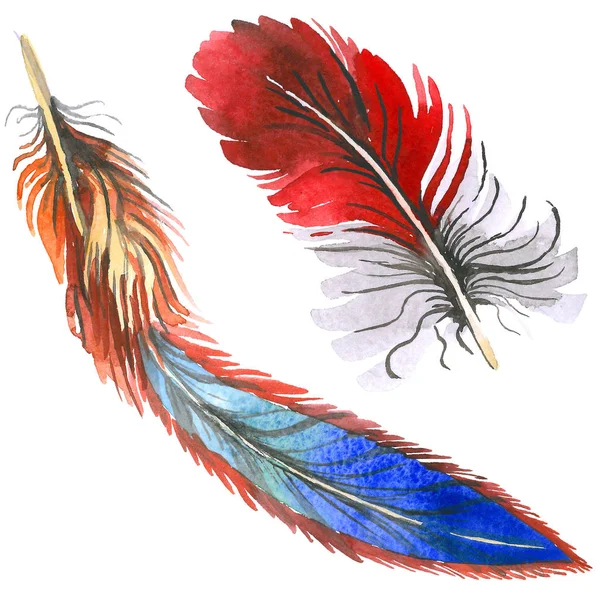 Watercolor bird feather from wing isolated. — Stock Photo, Image