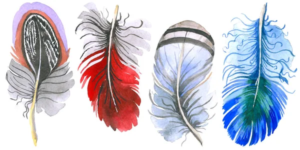 Watercolor bird feather from wing isolated. — Stock Photo, Image