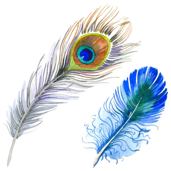 Akvarell madár toll szárny elszigetelt. — Stock Fotó