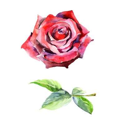 Kır çiçeği gül çiçek izole bir suluboya tarzında.