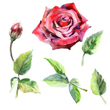 Kır çiçeği gül çiçek izole bir suluboya tarzında.