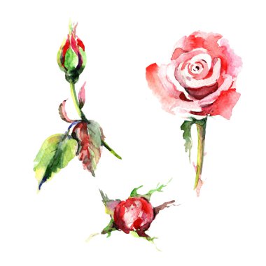 Kır çiçeği gül çiçek izole bir suluboya tarzında.