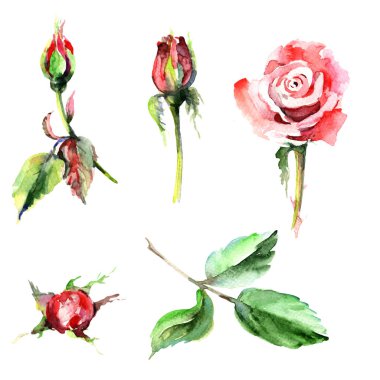 Kır çiçeği gül çiçek izole bir suluboya tarzında.