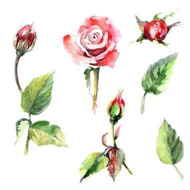 Kır çiçeği gül çiçek izole bir suluboya tarzında.