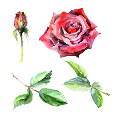 Kır çiçeği gül çiçek izole bir suluboya tarzında.