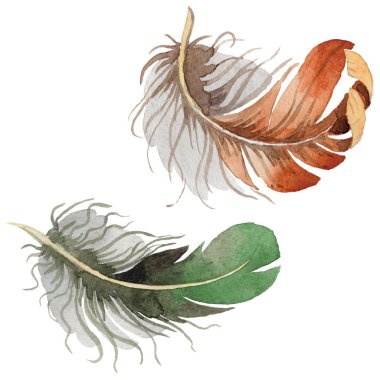 Suluboya kuş tüyü izole kanat üzerinden.