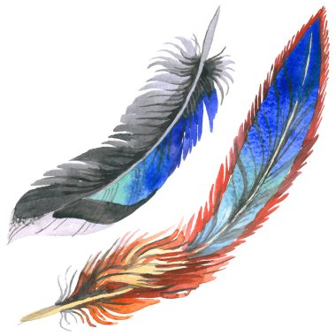 Suluboya kuş tüyü izole kanat üzerinden.