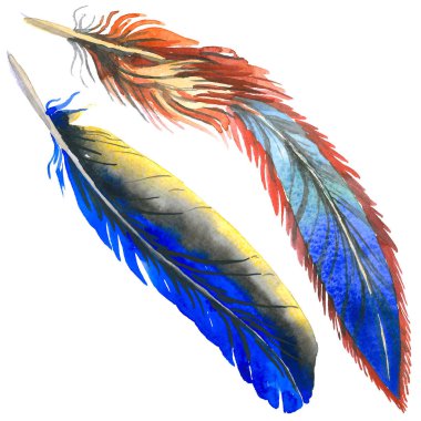 Suluboya kuş tüyü izole kanat üzerinden.