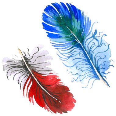 Suluboya kuş tüyü izole kanat üzerinden.
