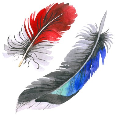 Suluboya kuş tüyü izole kanat üzerinden.