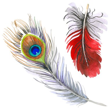 Suluboya kuş tüyü izole kanat üzerinden.