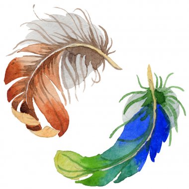 Suluboya kuş tüyü izole kanat üzerinden.