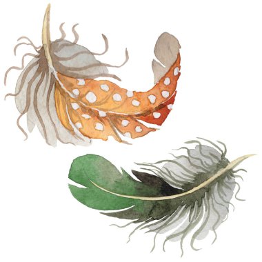 Suluboya kuş tüyü izole kanat üzerinden.