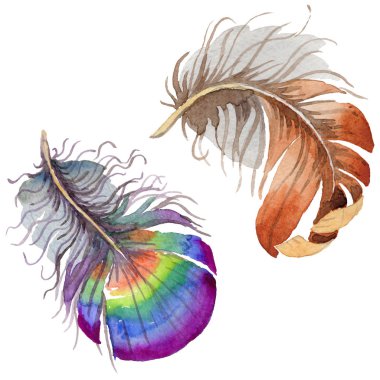 Suluboya kuş tüyü izole kanat üzerinden.