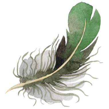 Suluboya kuş tüyü izole kanat üzerinden.