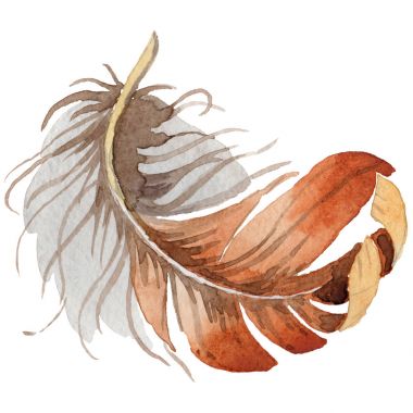 Suluboya kuş tüyü izole kanat üzerinden.