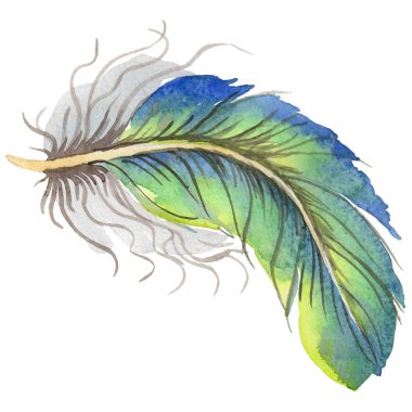 Suluboya kuş tüyü izole kanat üzerinden.