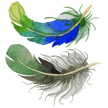 Suluboya kuş tüyü izole kanat üzerinden.