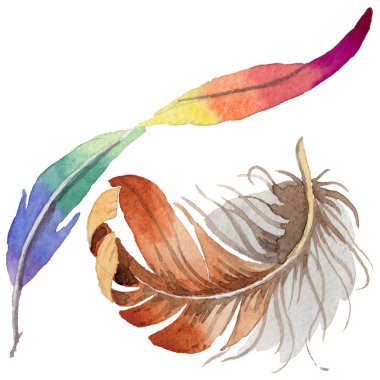 Suluboya kuş tüyü izole kanat üzerinden.