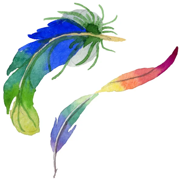 Suluboya kuş tüyü izole kanat üzerinden.