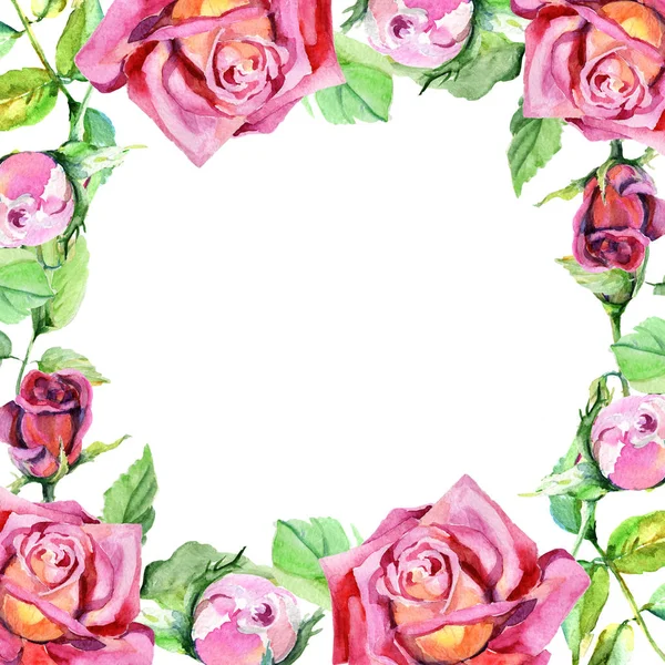 Kır çiçeği gül çiçek çerçeve suluboya tarzında.