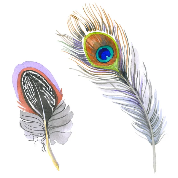 Watercolor bird feather from wing isolated. — Stock Photo, Image