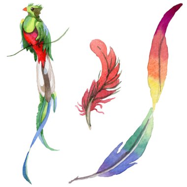 Suluboya kuş tüyü izole kanat üzerinden.