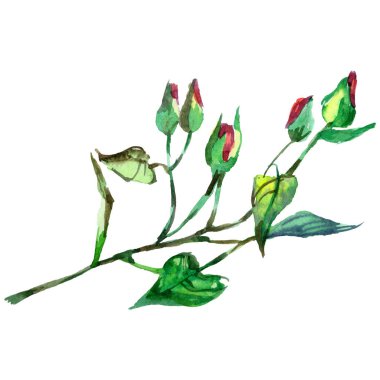 Kır çiçeği gül çiçek izole bir suluboya tarzında.