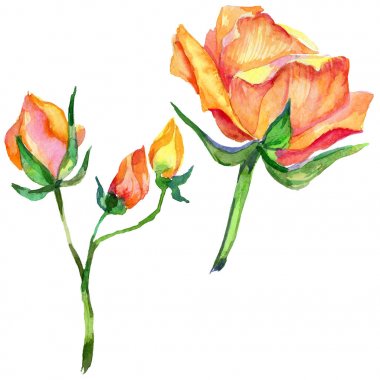 Kır çiçeği gül çiçek izole bir suluboya tarzında.