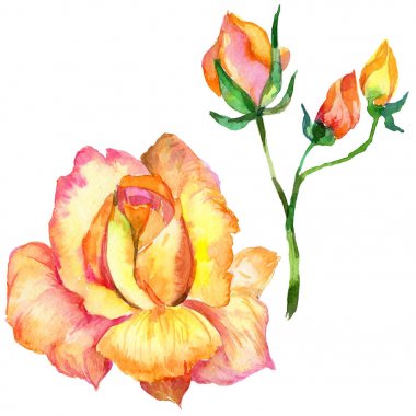 Kır çiçeği gül çiçek izole bir suluboya tarzında.