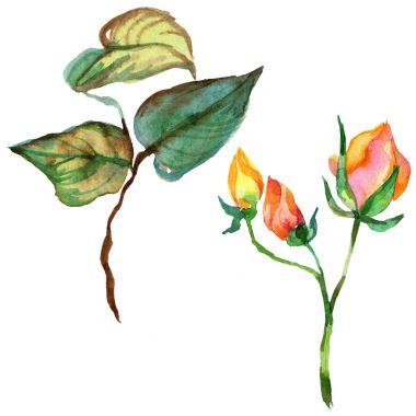 Kır çiçeği gül çiçek izole bir suluboya tarzında.