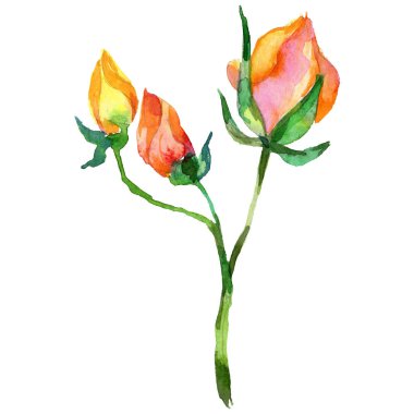 Kır çiçeği gül çiçek izole bir suluboya tarzında.