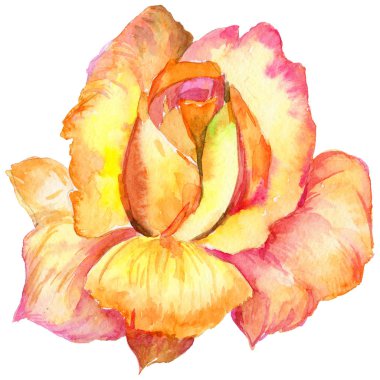 Kır çiçeği gül çiçek izole bir suluboya tarzında.