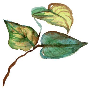 Kır çiçeği gül çiçek izole bir suluboya tarzında.