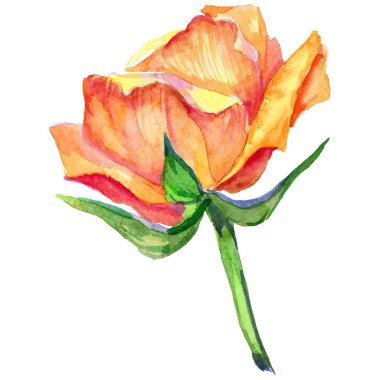 Kır çiçeği gül çiçek izole bir suluboya tarzında.