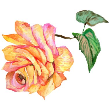 Kır çiçeği gül çiçek izole bir suluboya tarzında.