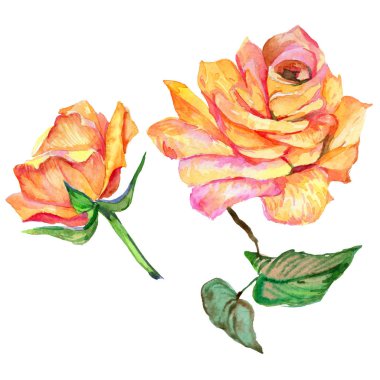 Kır çiçeği gül çiçek izole bir suluboya tarzında.