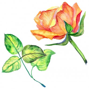 Kır çiçeği gül çiçek izole bir suluboya tarzında.