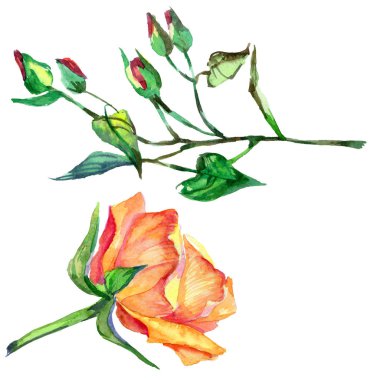 Kır çiçeği gül çiçek izole bir suluboya tarzında.