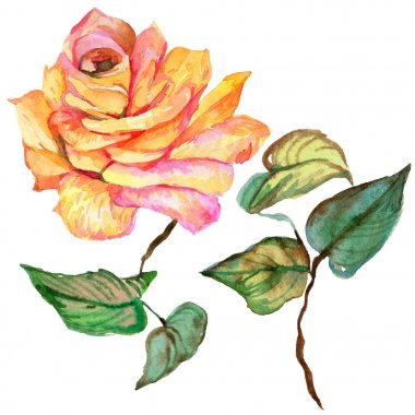 Kır çiçeği gül çiçek izole bir suluboya tarzında.