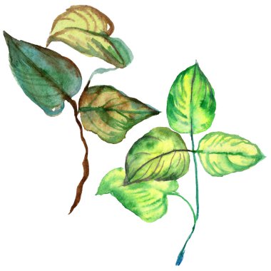 Kır çiçeği gül çiçek izole bir suluboya tarzında.