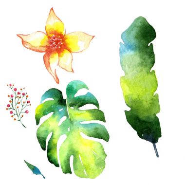 Tropikal Hawaii palmiye ağacı izole bir suluboya tarzında bırakır..