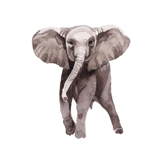 Elefante exótico animal selvagem em um estilo aquarela isolado . — Fotografia de Stock