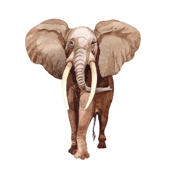 Dzikie zwierzę egzotyczne słonia w stylu przypominającym akwarele na białym tle. — Zdjęcie stockowe