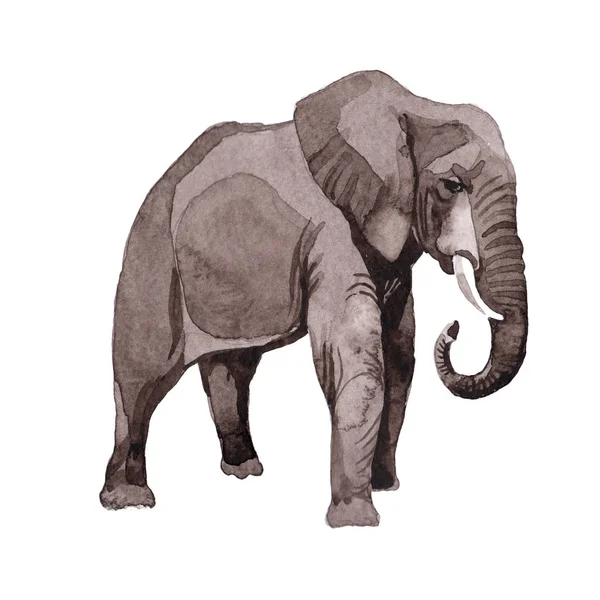 分離された水彩画の象のエキゾチックな野生動物. — ストック写真