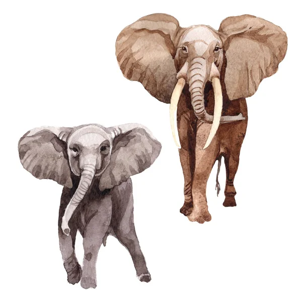 Екзотичні слони дикі тварини в акварельному стилі ізольовані . — стокове фото