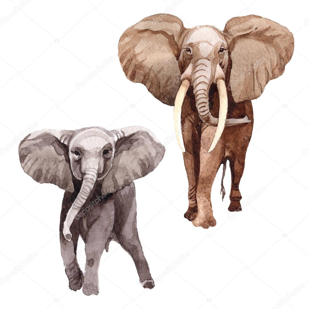 Exotic  elephant wild animal in a watercolor style isolated.