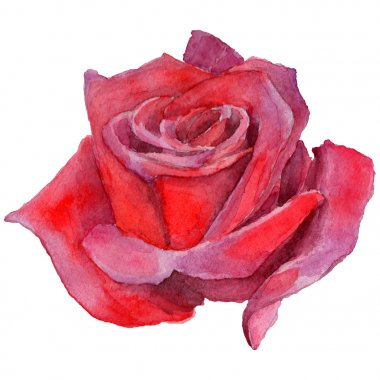Kır çiçeği rosa çiçek izole bir suluboya tarzında.